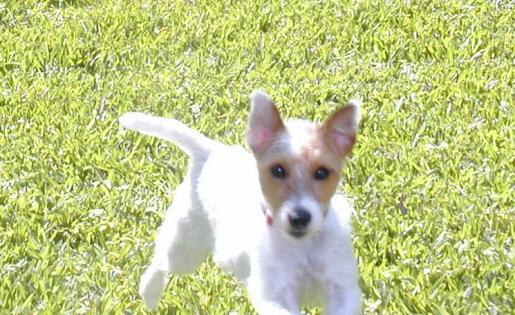 Ears!  Salli, a Jack or Parson Russell Terrier