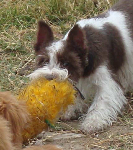 Hershey Has a Toy