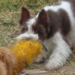 Hershey Has a Toy