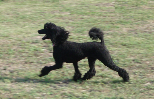 Prancing Lexi
