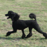 Prancing Lexi
