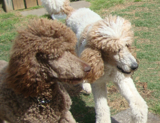 Poodle Twins
