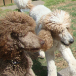 Poodle Twins
