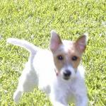 Ears!  Salli, a Jack or Parson Russell Terrier