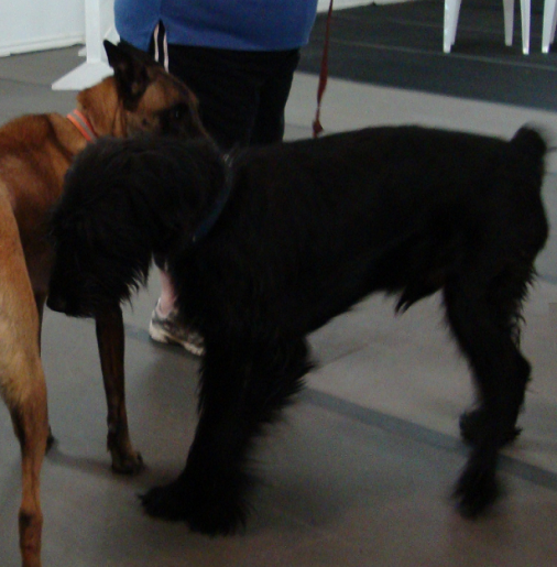 Black Russian Terrier Jonah Meets Taz