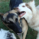 Native American Indian Dog Kitty Gives German Shepherd Heidi a Love Bite