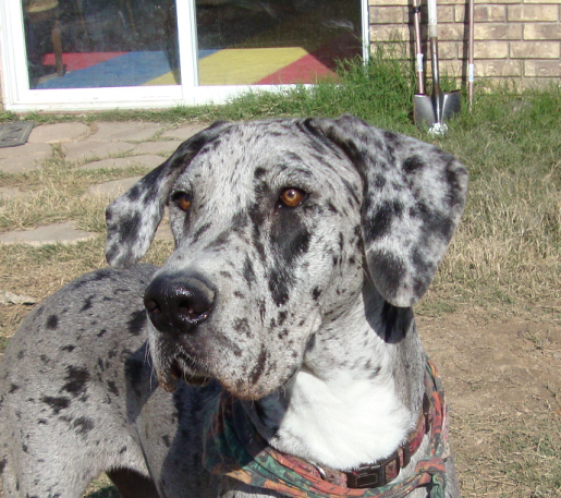 Great Dane Lilly