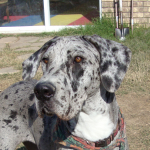 Great Dane Lilly