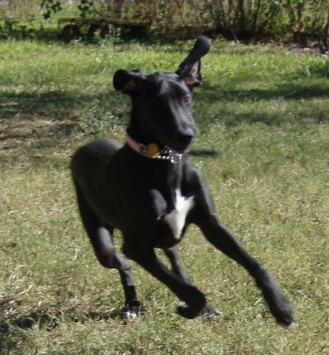 Great Dane Maggie Mae Runs