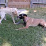 Yellow Labrador Sam and Belgian Malinois Taz Play with Toy