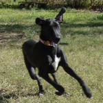 Great Dane Maggie Mae Runs