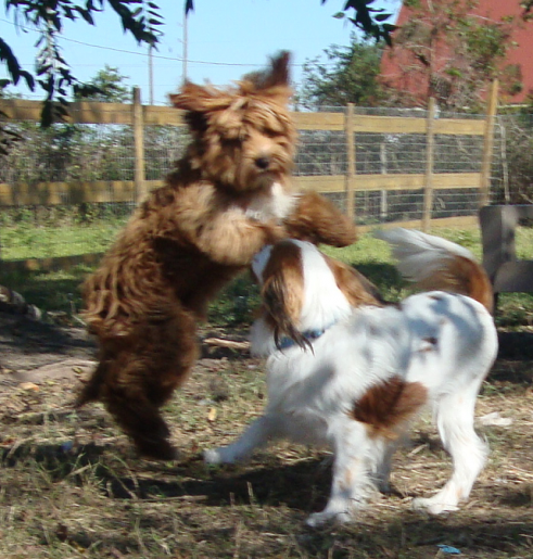 Airborne Mini Labradoodle Max and Huck