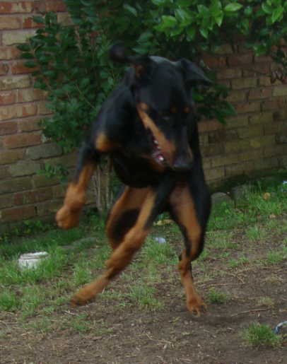 Airborne Dobermann Pearl