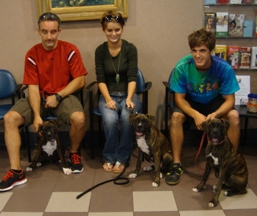 Smiling Boxer Triplets