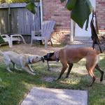 Yellow Labrador Sam Plays Tug with Belgian Malinois Taz