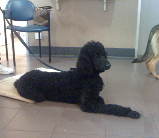 Standard Poodle Blue Ice