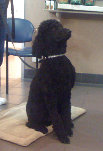 Standard Poodle Blue Ice