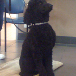 Standard Poodle Blue Ice