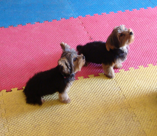 Yorkies In Training