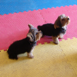 Yorkies In Training