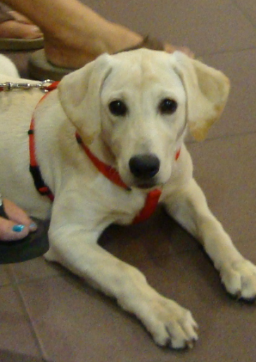 Eager Yellow Lab Abby