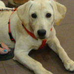 Eager Yellow Lab Abby