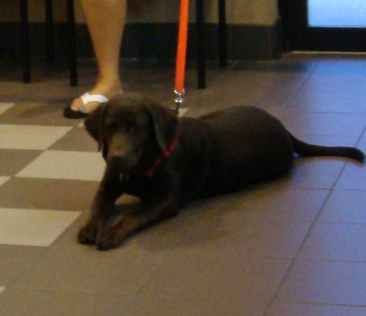 Chocolate Lab Mickey