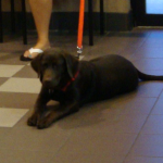 Chocolate Lab Mickey