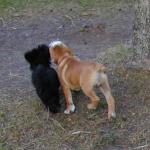 Buddies MaltiPoo Tito and English Bulldog Sikander