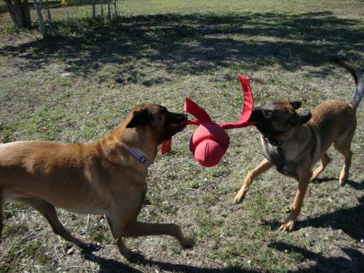 Banditt and Taz Play Tug