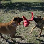 Banditt and Taz Play Tug