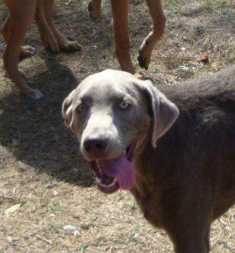 Buddy Smiles