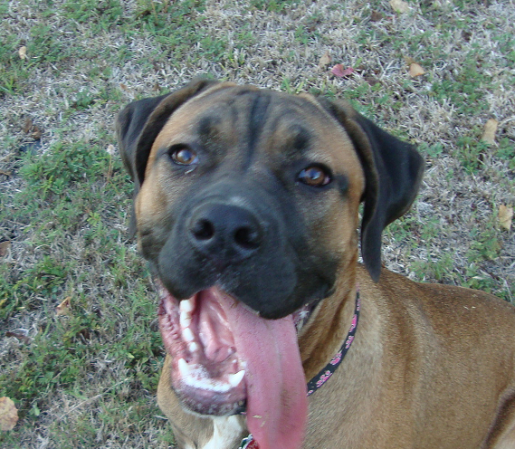 Big Puppy Katie Smiles