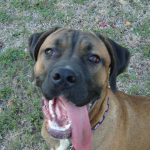 Big Puppy Katie Smiles