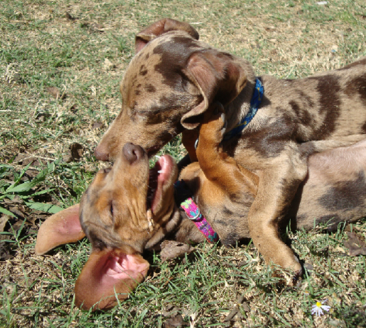 Dappled Dachshunds Wrestle