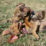 Dappled Dachshunds Wrestle