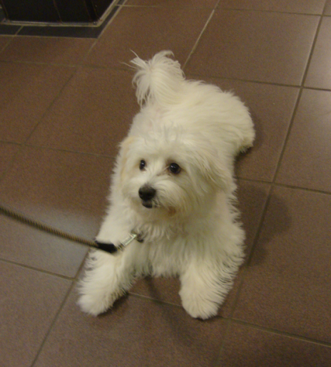 Coton De Tulear Oscar