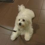 Coton De Tulear Oscar