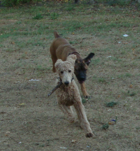 Standard Poodle Penne Gets the Stick