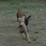 Standard Poodle Penne Gets the Stick