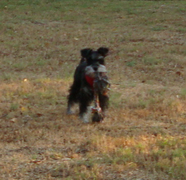 A Baby Schnauzer Named Puppy 