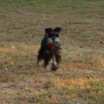 A Baby Schnauzer Named Puppy 