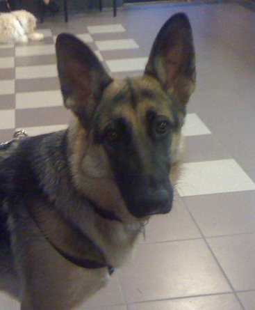 German Shepherd Sabine