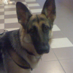 German Shepherd Sabine