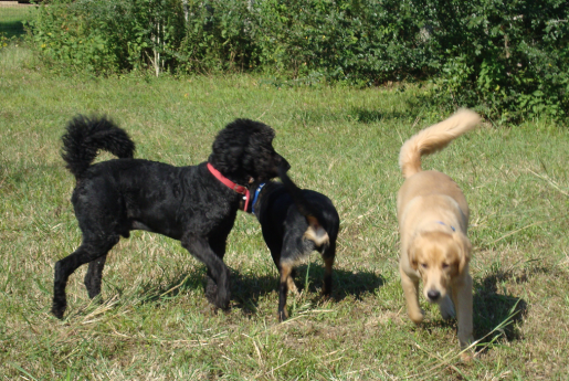 Labradoodle Shade All American Kirk and Golden Retreiver Rusty