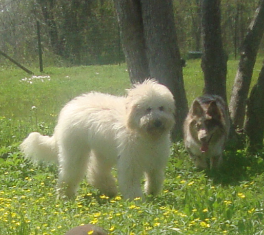 Goldendoodle Sophie and Friend Kota