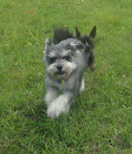 Schnoodle Punky and Chihuahua Mojo