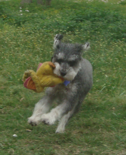 Schnoodle Punky with a Toy