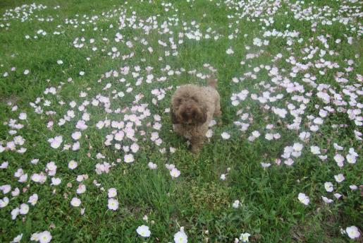 Mini Labradoodle Tater in the Flowers