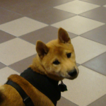 Shibi Inu Puppy Renji